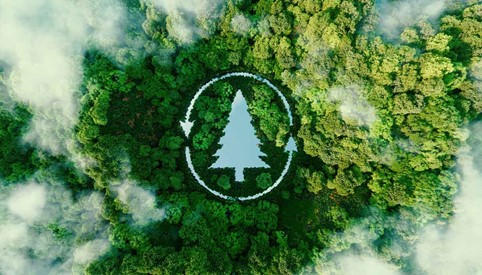 https://www.matteodaffada.it/wp-content/uploads/2024/02/riforestazione.jpg